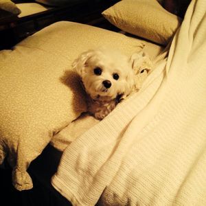 Meet your Posher, Loretta